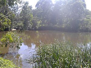 Archivo:Headwaters of the Parramatta River