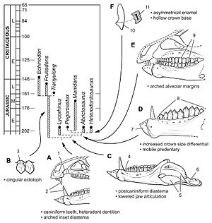 Archivo:Heterodontosauridae evolution