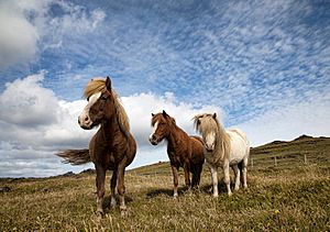 Archivo:Icelandic Horses!