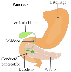 Illu pancrease-es.svg