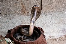 Archivo:Indian cobra