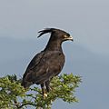 Long-crested eagle (Lophaetus occipitalis) Uganda