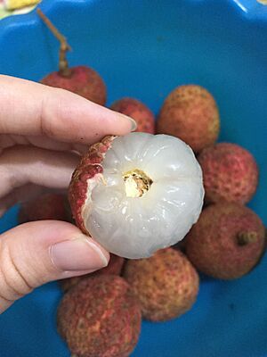 Archivo:Lychee (Litchi chinensis) top view
