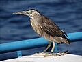 Maldives 00246