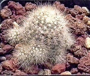 Archivo:Mamillaria Schwarzii