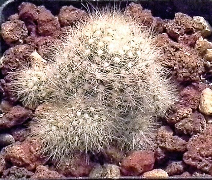 Mamillaria Schwarzii