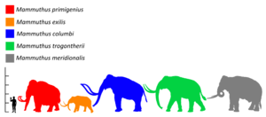 Archivo:Mammuthus Size comparison