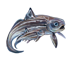 Archivo:Materpiscis