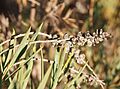 Melaleuca dissitiflora fruit