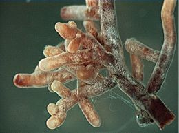 Archivo:Mycorrhizal root tips (amanita)