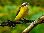 Archivo:Myiozetetes cayanensis -Manizales, Caldas, Colombia-8