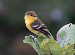 Archivo:Nephelomyias ochraceiventris cropped