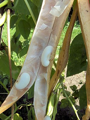 Archivo:Phaseolus coccineus ripe seedpod, Pronkboon rijp (1)