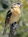 Pheucticus melanocephalus 08728
