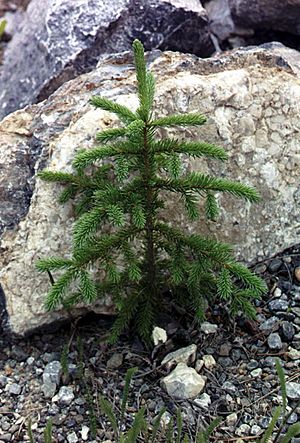 Archivo:Picea glauca sapling Kluane NP