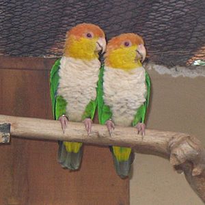Archivo:Pionites leucogaster -Parque de las Aves -Foz de Iguazu-6a-4c