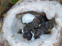 Archivo:Pirané Pirane Formosa Picaflor Garganta Blanca Leucochloris albicollis White-throated Hummingbird (nest)