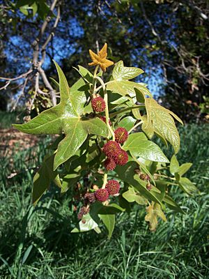 Archivo:Platanus racemosa-6