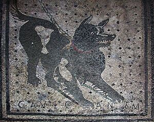 Archivo:Pompeii - Cave Canem (4786638740)