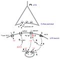 Potential mechanisms of LTP in spinal dorsal horn in vivo