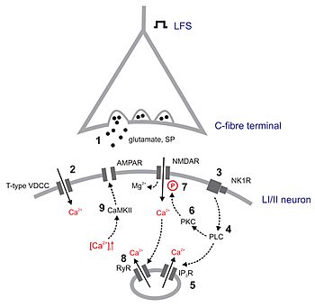 Archivo:Potential mechanisms of LTP in spinal dorsal horn in vivo