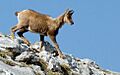 Rebeco. Picos de Europa.