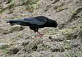 Red-billed Chough I IMG 7083