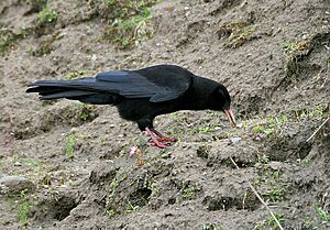 Archivo:Red-billed Chough I IMG 7083