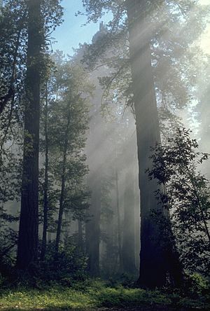 Archivo:Redwood light