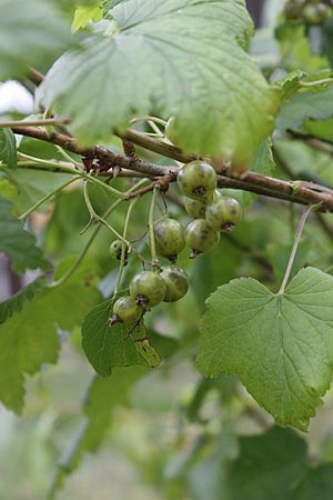 Archivo:Ribes nigrum 'Vertti'