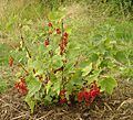 Ribes rubrum 1