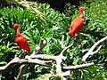 Santa Ana Zoo Ibis