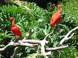 Santa Ana Zoo Ibis.jpg