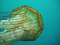 Sea nettle (Chrysaora)