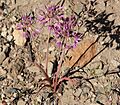 Sierra onion Allium campanulatum plant