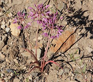 Archivo:Sierra onion Allium campanulatum plant