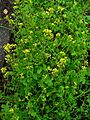 Sinapis alba 001