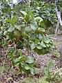 Starr 020501-0053 Cinchona pubescens