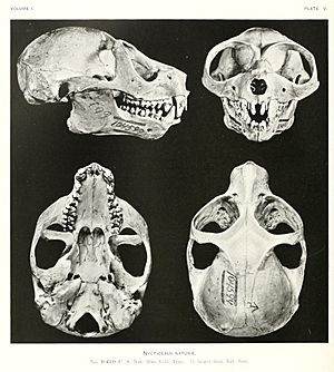 Archivo:Sunda Slow Loris (Nycticebus coucang) skull