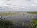 Svyatoe Lake (Vladimir Oblast)