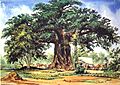 Thomas Baines Baobab