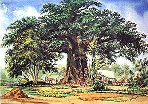 Archivo:Thomas Baines Baobab