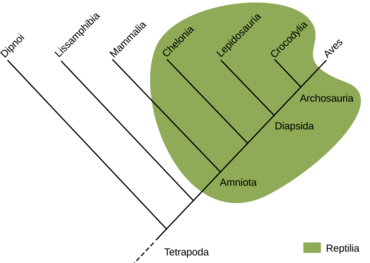 Archivo:Traditional Reptilia