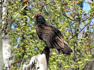 Archivo:Turkey Vulture, Ottawa