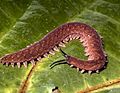 Unidentified velvet worm
