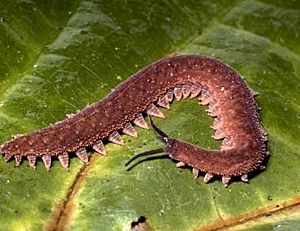 Unidentified velvet worm.jpg