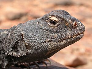 Archivo:Uromastyx dispar flavifasciata 12886855
