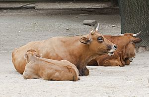 Archivo:Vaca (Bos primigenius taurus), Tierpark Hellabrunn, Múnich, Alemania, 2012-06-17, DD 01
