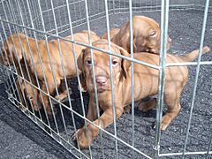 Vizsla puppies cage