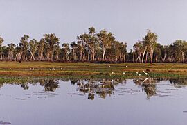 Yellow Waters (8602004999)